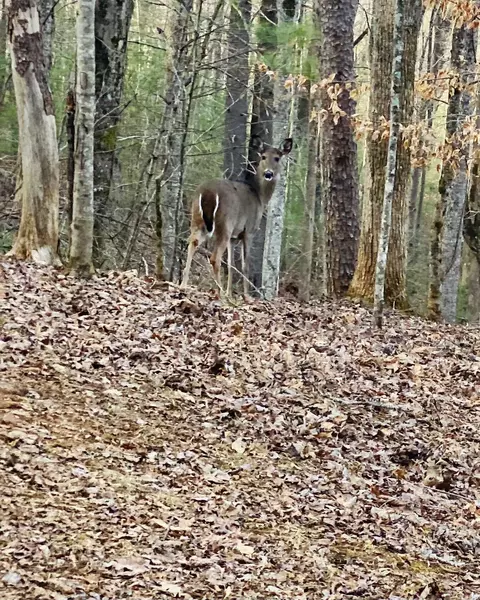 12 Hide Away Drive Butler Tn 37640, Butler, TN 37640