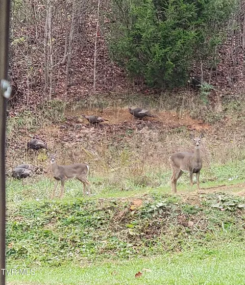 Other - 1701 Jonesborough Road Erwin Tn 37650, Erwin, TN 37650 photo 10 of 25