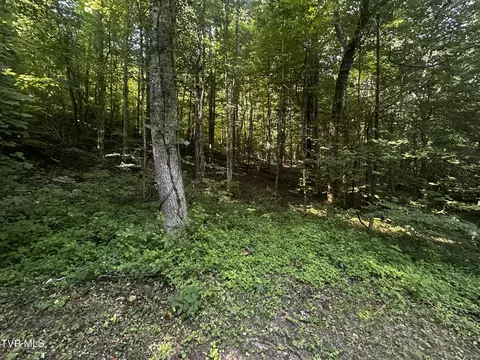 tbd Clinch Mountain Road Eidson Tn 37731, Eidson, TN 37731 photo 14