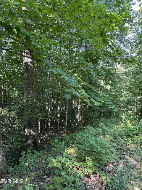 1501 Sprucy Ridge Private Road Mountain City Tn 37683, Mountain City, TN 37683