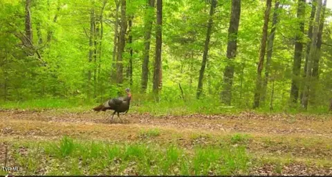 4045 S Mohawk Road Midway Tn 37809, Midway, TN 37809 photo 19