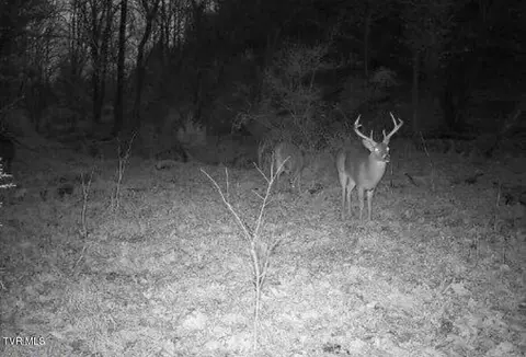 1430 Roaring Fork Road Greeneville Tn 37745, Greeneville, TN 37745 photo 8