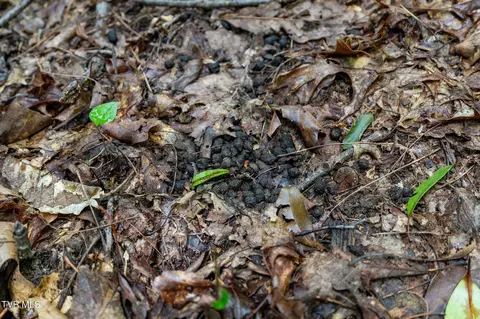 tbd Ash Hopper Hollow Erwin Tn 37650, Erwin, TN 37650 photo 16