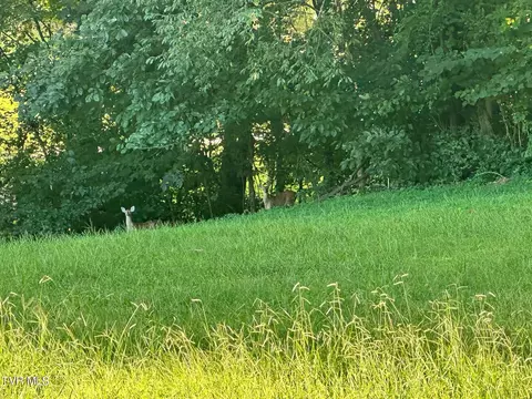 Other - 183 Morgan Lane Fall Branch Tn 37656, Fall Branch, TN 37656 photo 6 of 7