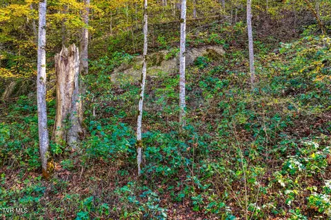 275 Wake Forest Road Eidson Tn 37731, Eidson, TN 37731 photo 17