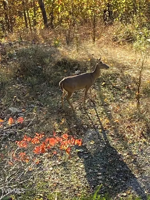 Other - 107 Deer Run Drive Flag Pond Tn 37657, Flag Pond, TN 37657 photo 21 of 22