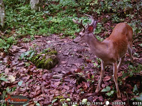 Other - 17532 Phillips Road Bristol Va 24202, Bristol, VA 24202 photo 1 of 8