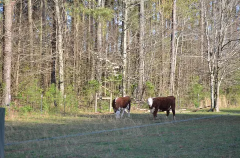 85 Gray Rd, Ringgold, GA 30736 photo 22