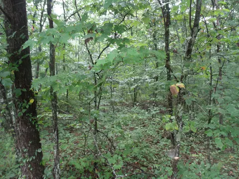 920 Vineyard Point Rd, Sequatchie, TN 37374 photo 3