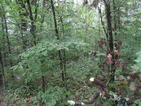 920 Vineyard Point Rd, Sequatchie, TN 37374 photo 2