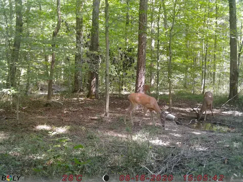 1948 Coppinger Cove Rd, Sequatchie, TN 37374 photo 37