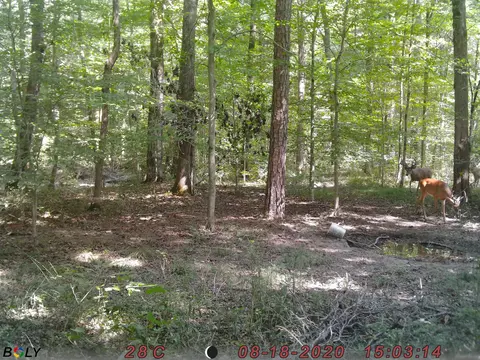 1948 Coppinger Cove Rd, Sequatchie, TN 37374 photo 32