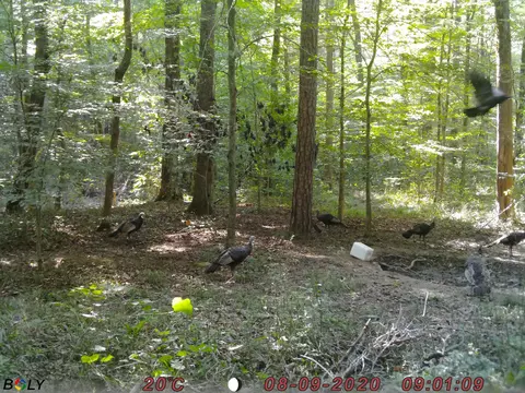 1948 Coppinger Cove Rd, Sequatchie, TN 37374 photo 46