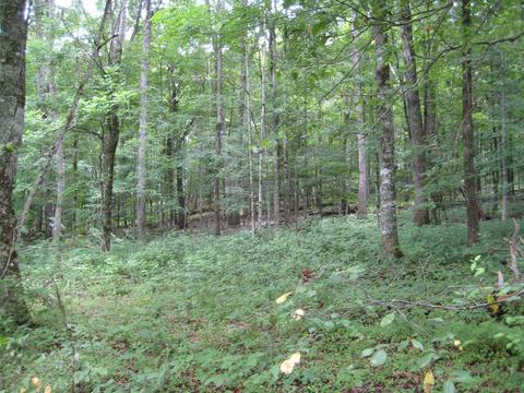 00 Paint Rock Tr, Philadelphia, TN 37846