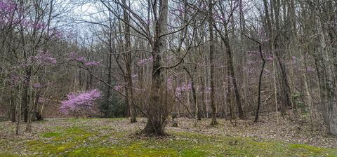 3812 Chanterwood Tr, Ooltewah, TN 37363