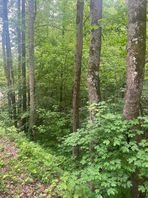 000 NW Lower River Rd, Charleston, TN 37310