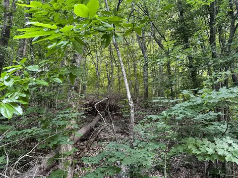 0 Moores Gap Rd, Heiskell, TN 37754 photo 4