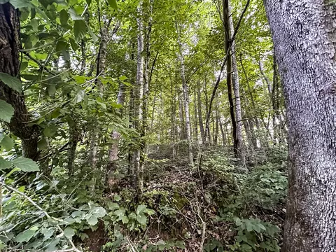 0 Moores Gap Rd, Heiskell, TN 37754 photo 15