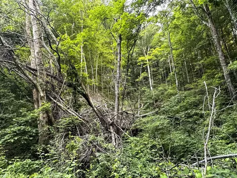 0 Moores Gap Rd, Heiskell, TN 37754 photo 13
