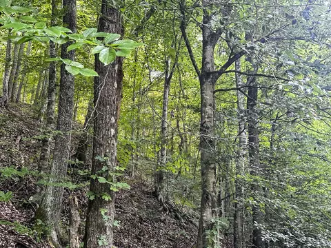 0 Moores Gap Rd, Heiskell, TN 37754 photo 8