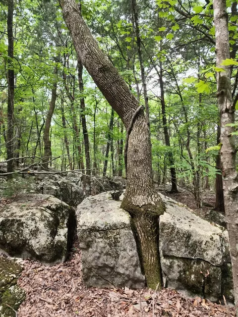 4 Sewanee Summit Rd #4, Decherd, TN 37324 photo 18