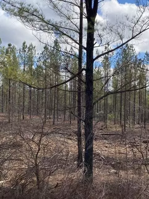 Lot 4 Thomas Springs Road #4, Crossville, TN 38572