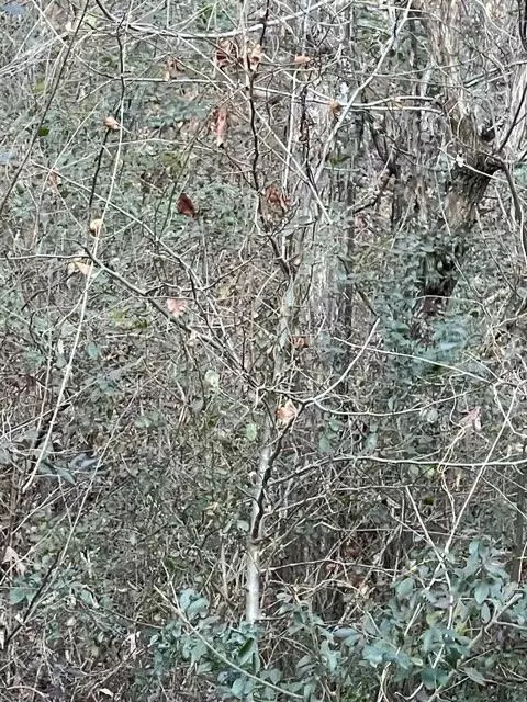 0 Hidden Ridge Loop #28, Dunlap, TN 37327