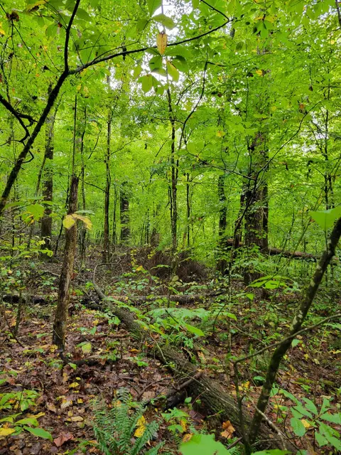 0 Sand Mountain Rd, Ocoee, TN 37361 photo 11