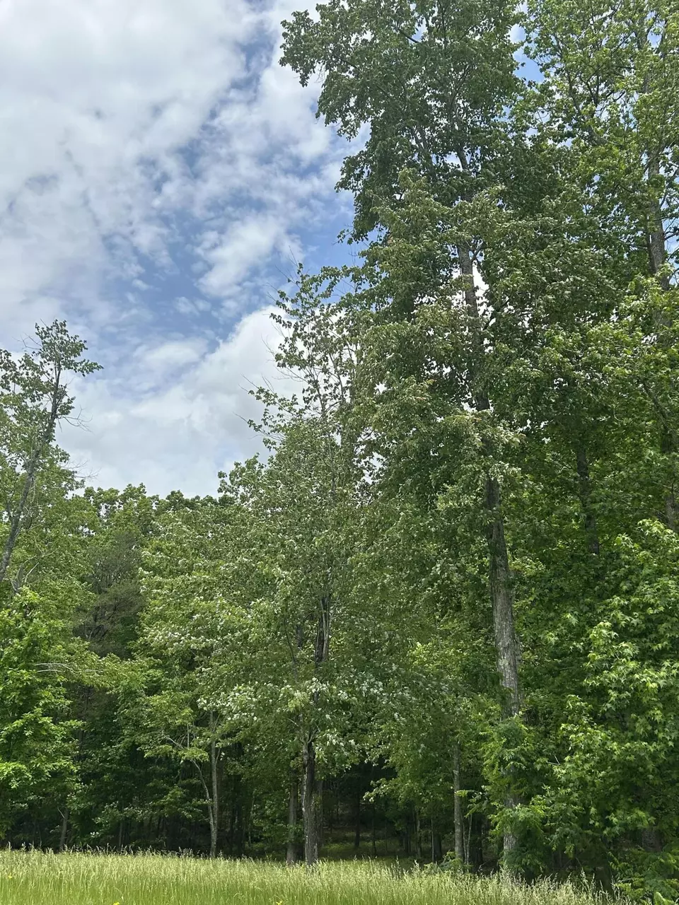 284 Jasper Creek Ct #-239, Jasper, TN 37347 photo 20