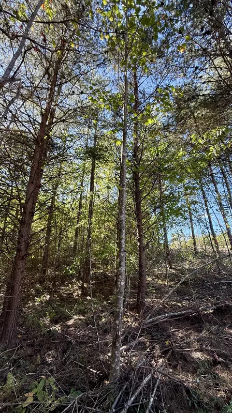 00 Owl Hollow Rd #LOT 10, Palmer, TN 37365