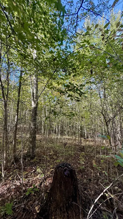 0 Owl Hollow Rd #LOT 4, Palmer, TN 37365