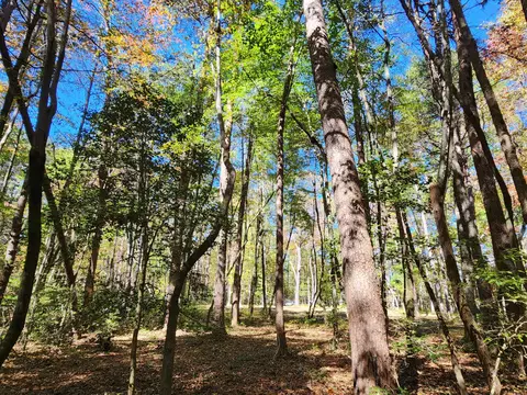 522 Libby Ln, Mentone, AL 35984 photo 15