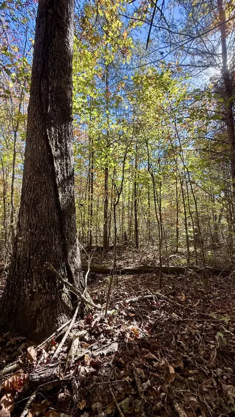 0 Owl Hollow Rd #LOT 6, Palmer, TN 37365