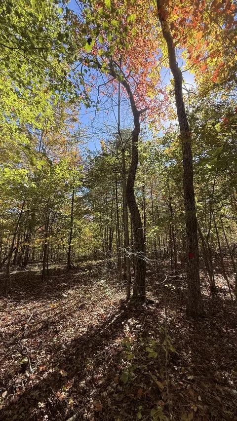 00 Owl Hollow Rd #LOT 7, Palmer, TN 37365