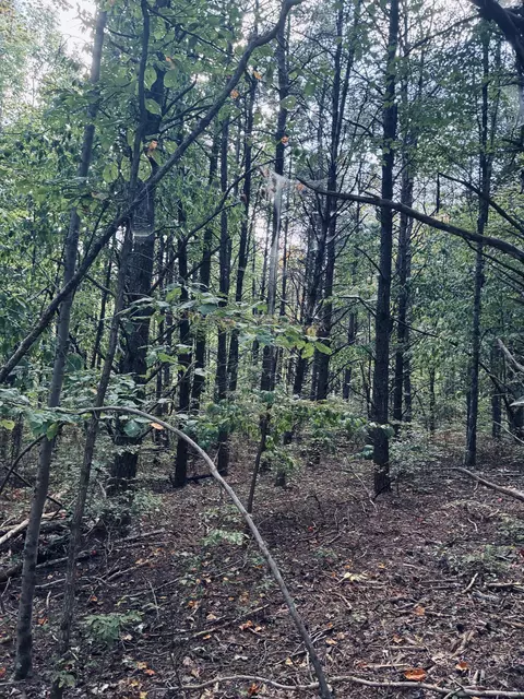 360 Bootleg Bnd #2182, Guild, TN 37340 photo 10