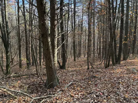 360 Bootleg Bnd #2182, Guild, TN 37340 photo 5