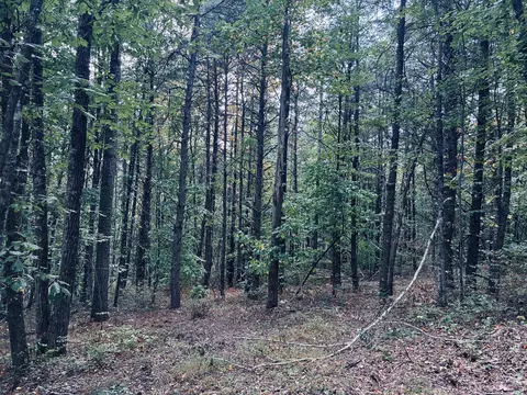 360 Bootleg Bnd #2182, Guild, TN 37340 photo 26