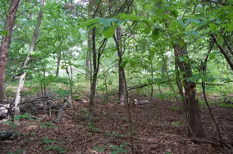 0 Carpenter Rd, Dunlap, TN 37327 photo 14