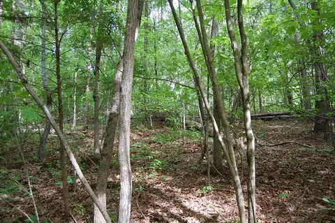 0 Carpenter Rd, Dunlap, TN 37327 photo 12