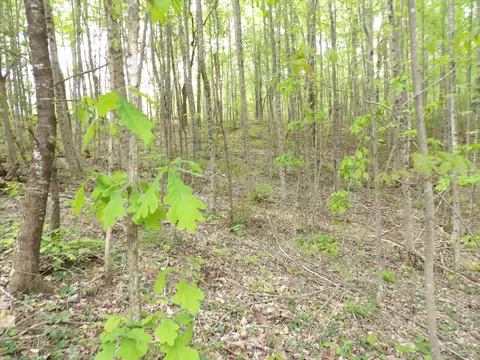 Other - 197 Echo Point Rd, Dunlap, TN 37327 photo 10 of 16