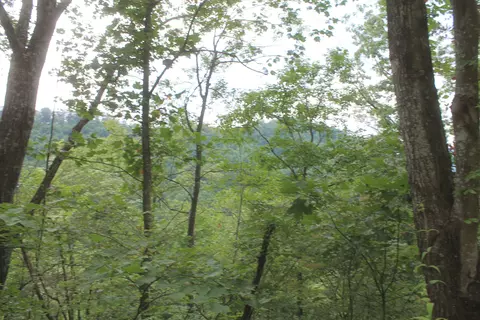 Tract 3 Straight Fork Road #TRACT 3, Huntsville, TN 37756