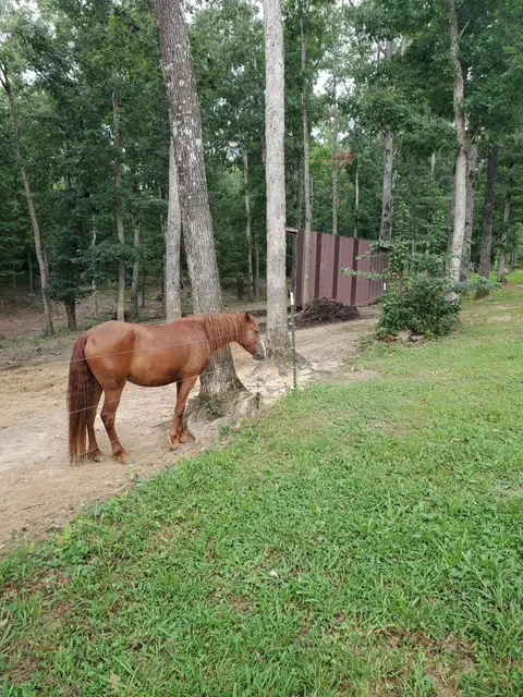 Other - 103 Stooping Oak Rd, Dunlap, TN 37327 photo 3 of 3