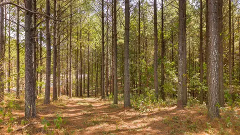 0 Riverbend Rd #LOT 2402, Guild, TN 37340 photo 18