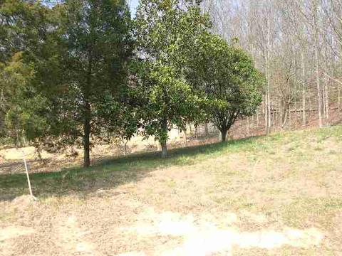 846 Deer Run Ln NW, Cleveland, TN 37311
