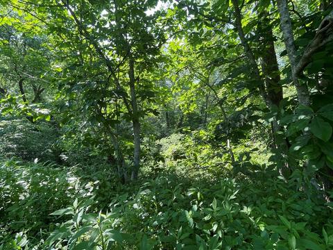 1115 Nydeck Trl, Robbins, TN 37852 photo 35