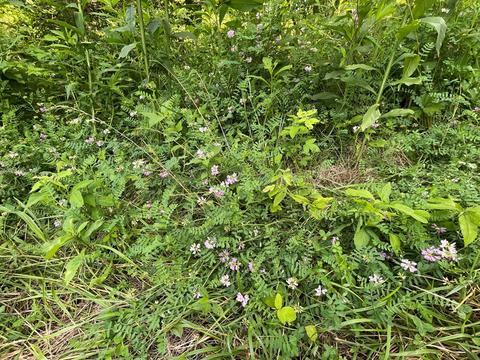 1115 Nydeck Trl, Robbins, TN 37852 photo 61