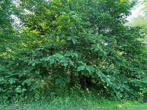 1115 Nydeck Trl, Robbins, TN 37852 photo 33