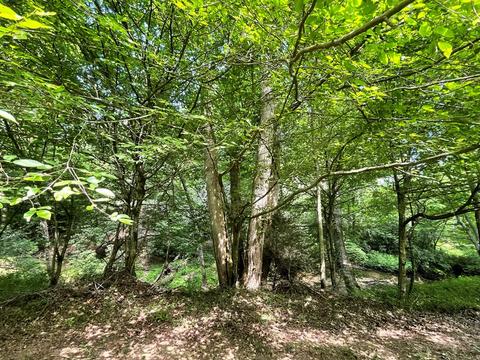 1115 Nydeck Trl, Robbins, TN 37852 photo 51
