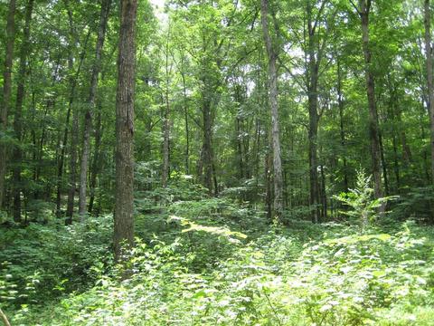 0 Paint Rock Trl, Philadelphia, TN 37846