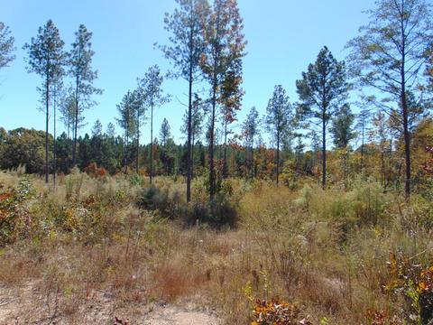 Tr 15d-3 Cameron Road, Decatur, TN 37322